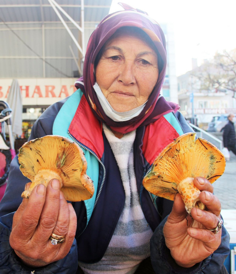 Fiyatını duyan ormana koştu! Muğla'da toplayanlar paraya para demiyor - Resim: 1