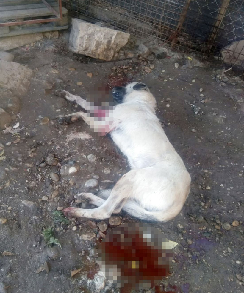 Antalya'da havlamasına kızdığı Duman'ı tüfekle vuran çocuğa para cezası - Resim: 1