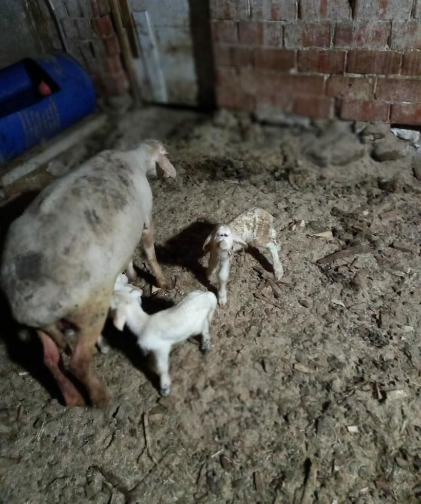 Manisa'da farklı yüz yapısıyla doğan kuzu 2 gün yaşayabildi - Resim: 4