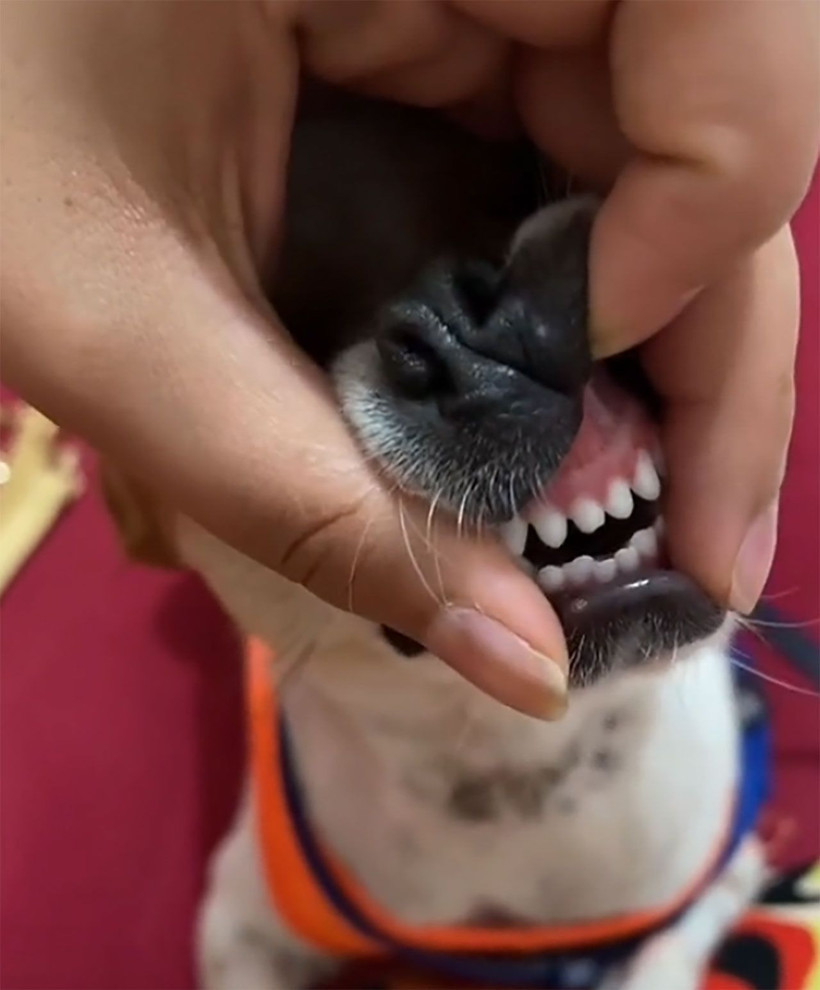 Tiktok skandalları bitmiyor! Lüks restoranda köpeğine çatalla yemek yedirdi - Resim: 1